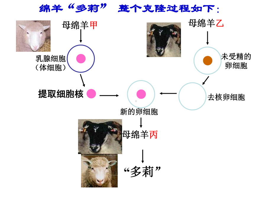 人教版生物必修一第三章第3节-细胞核的结构和功能课件.ppt_第2页