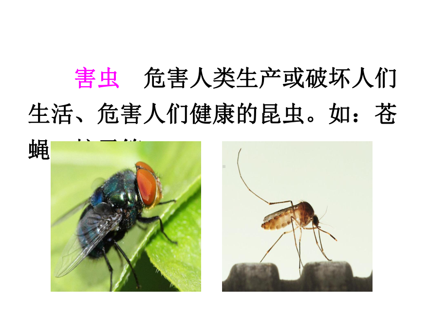 动物儿歌-课件-一年级语文课件-小学语文课件.ppt_第3页