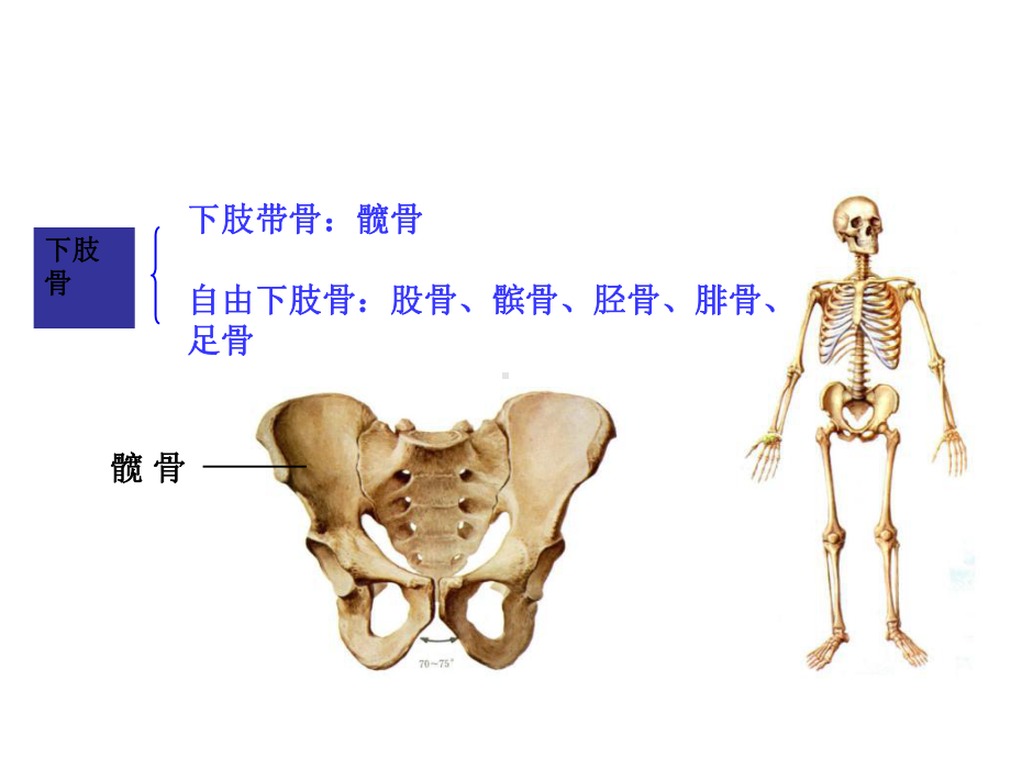 下肢骨及连接资料课件.ppt_第1页