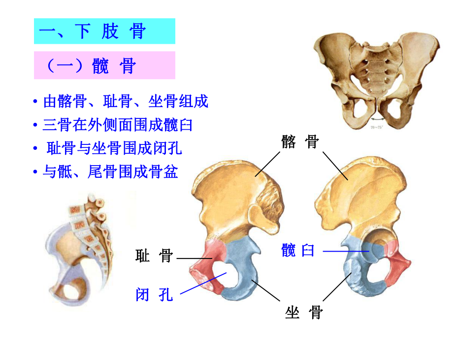 下肢骨及连接资料课件.ppt_第2页