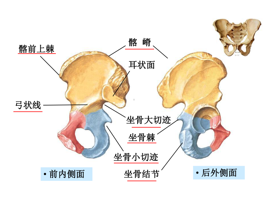 下肢骨及连接资料课件.ppt_第3页