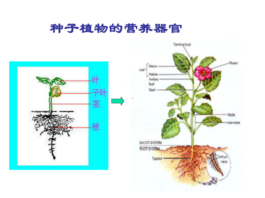 六年级科学上册第一章第1课植物的器官和营养课件1新人教版.ppt_第1页