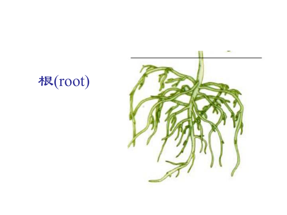 六年级科学上册第一章第1课植物的器官和营养课件1新人教版.ppt_第2页