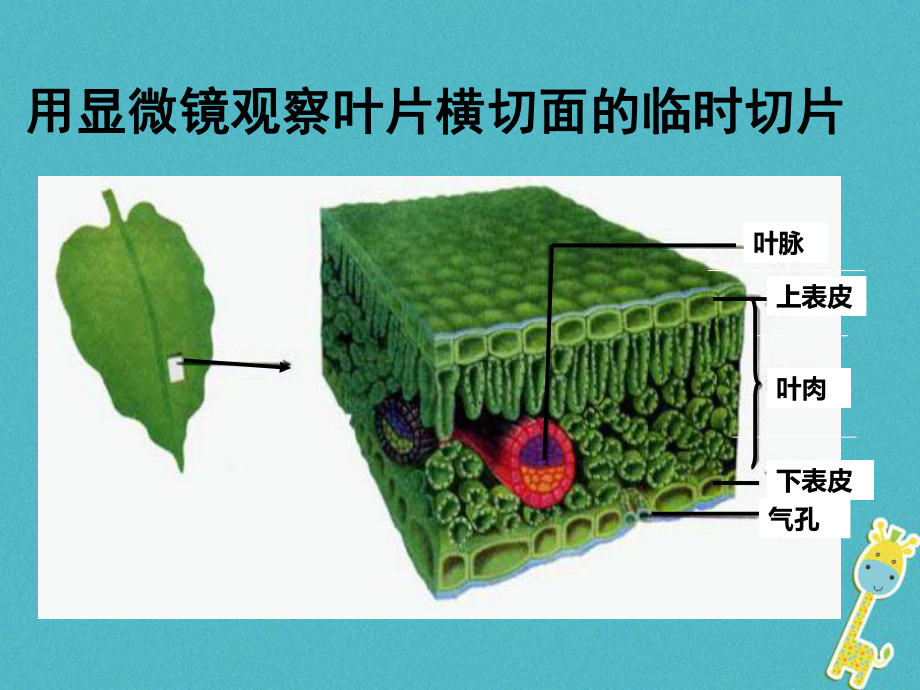 八年级生物上册第3单元第3章第3节光合作用的场所课件新版冀教版.ppt_第3页