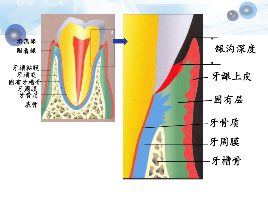 儿童口腔病学牙周组织疾病及常见粘膜病-S课件.ppt_第3页