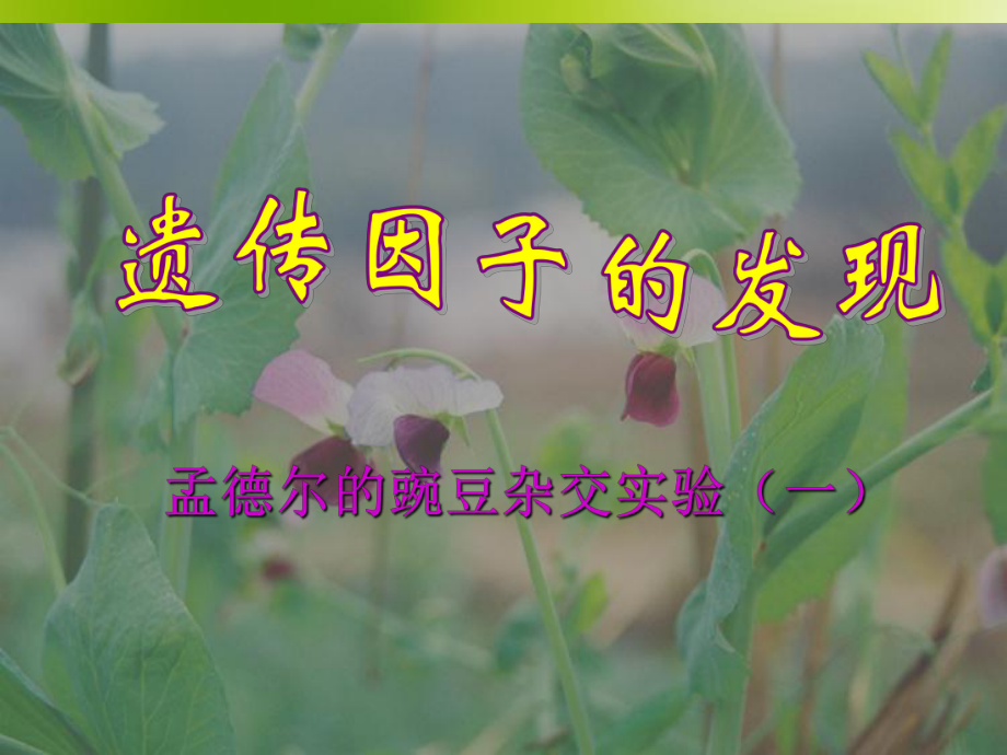 分离定律课件.ppt_第1页