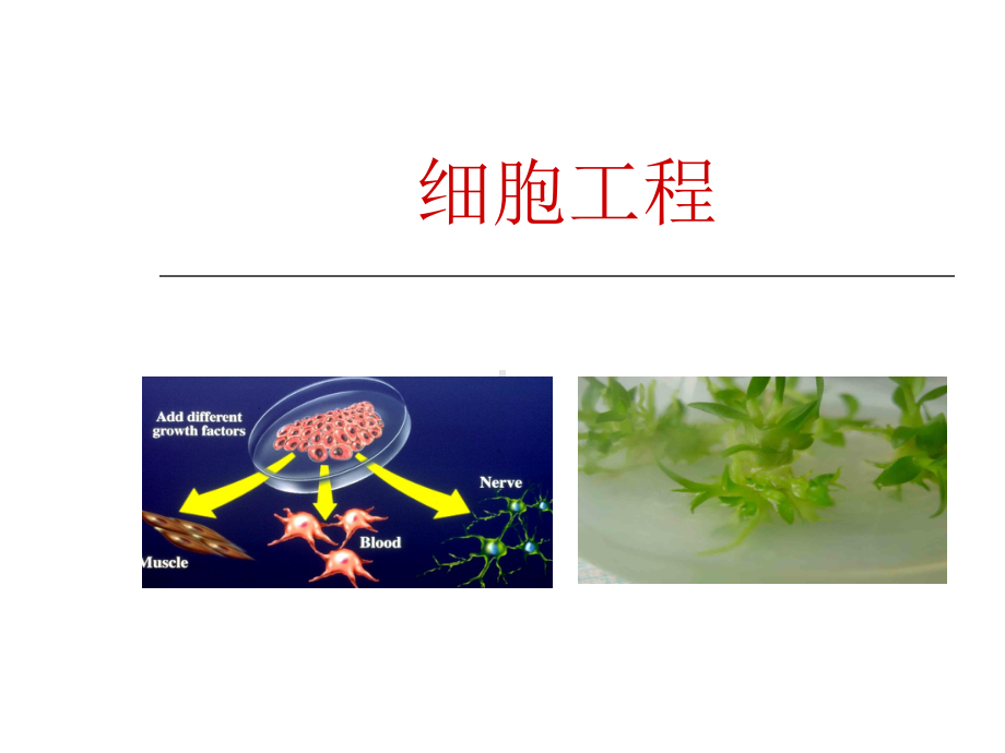 优质公开课-植物细胞工程课件.ppt_第1页