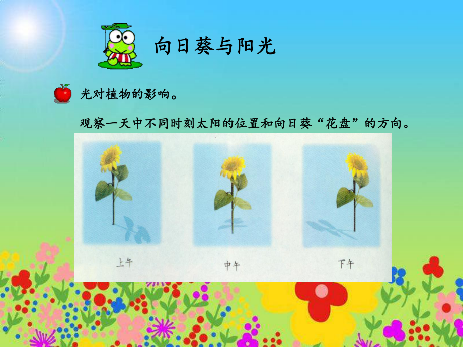 冀教版小学科学五年级上册《葵花向阳》课件.ppt_第2页