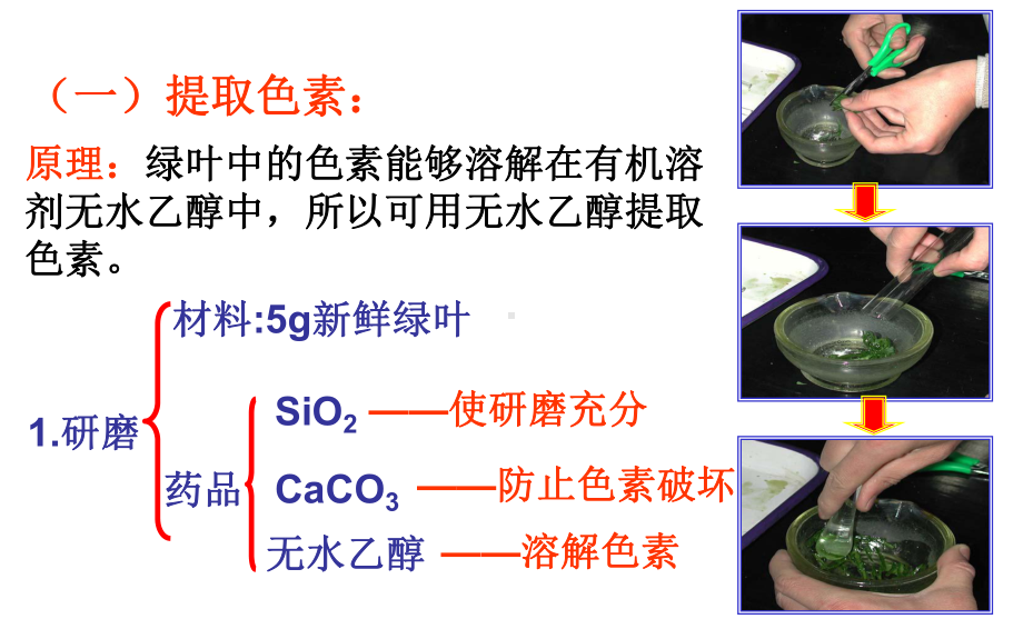 优质课人教版生物必修1-第5章实验绿叶中色素的提取和分离-课件.ppt_第3页