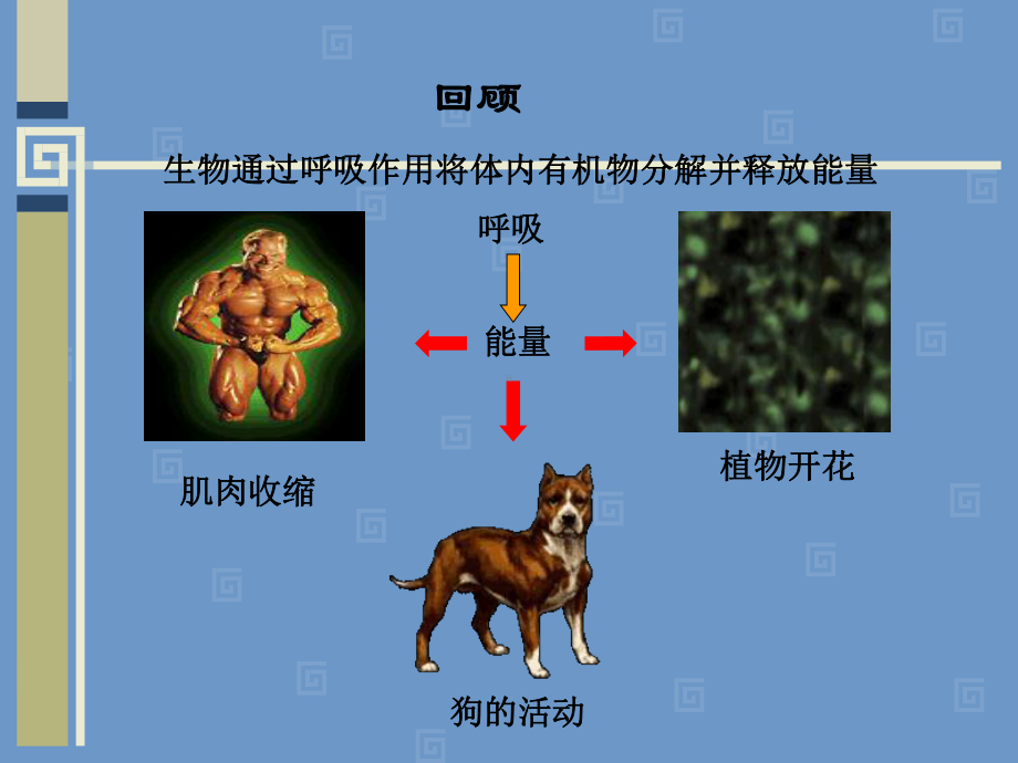 七年级生物人体的呼吸教学课件.ppt_第2页