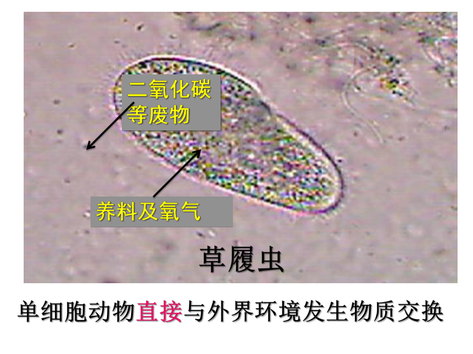 人教版高中生物必修3第一章-内环境和稳态课件.ppt_第2页