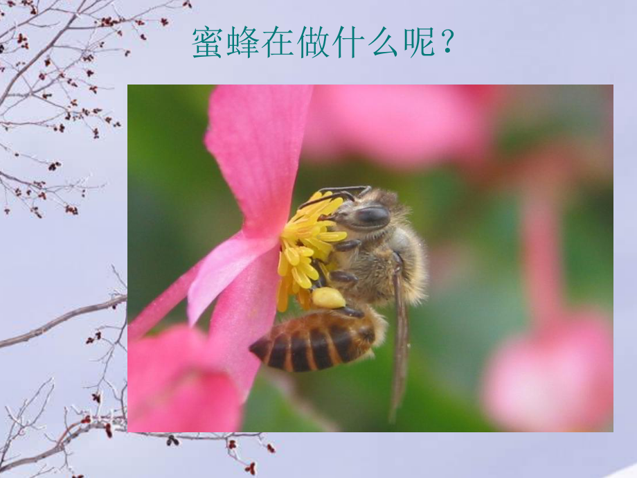 初中七年级(初一)生物-第一章：认识生物课件.ppt_第2页