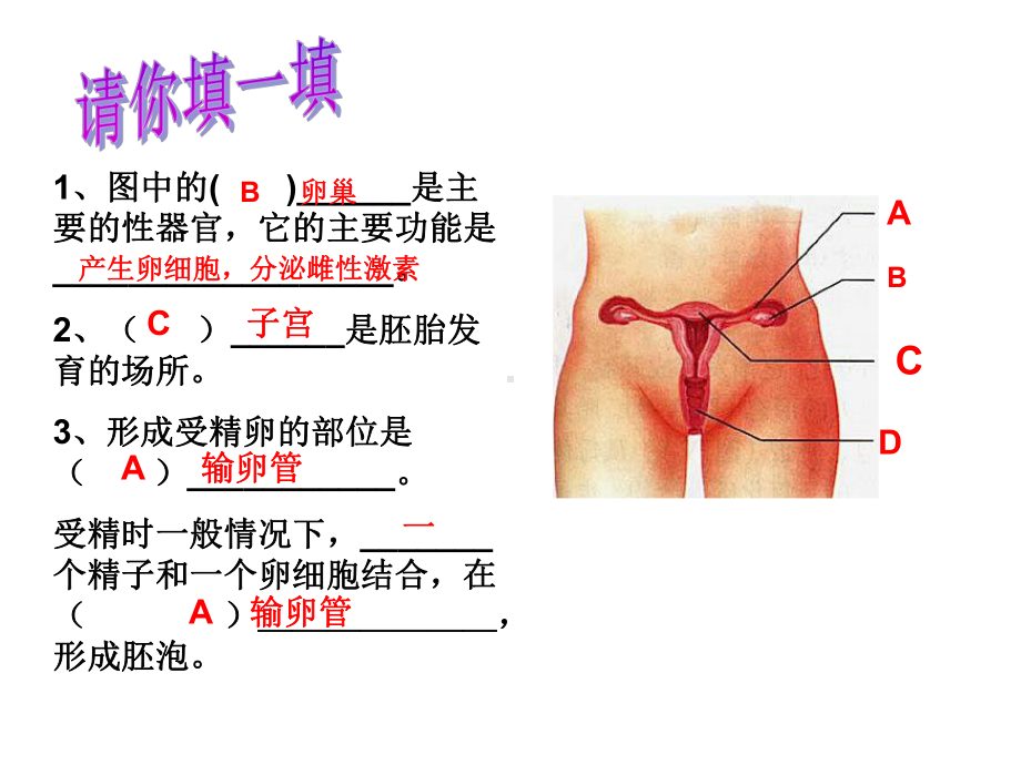 人的生殖和发育第二课时课件.ppt_第3页