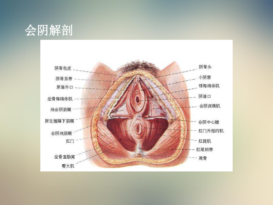 会阴裂伤缝合新进展课件.ppt_第2页