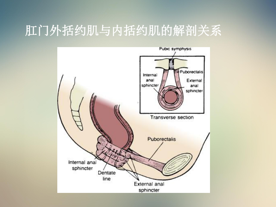 会阴裂伤缝合新进展课件.ppt_第3页