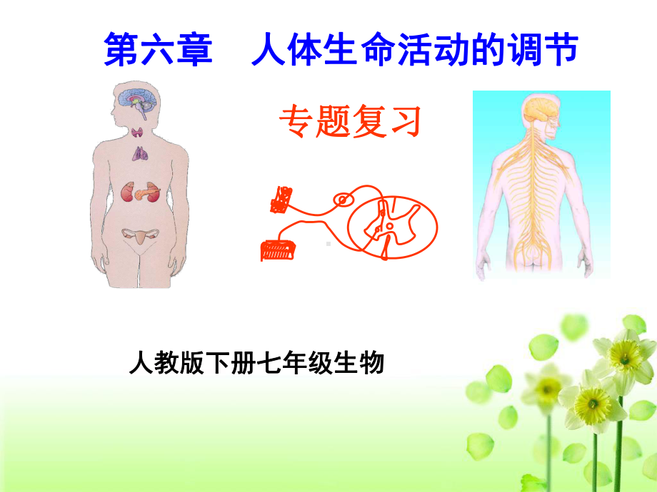 人教版下册七年级生物《人体生命活动的调节》优秀课件.ppt_第1页