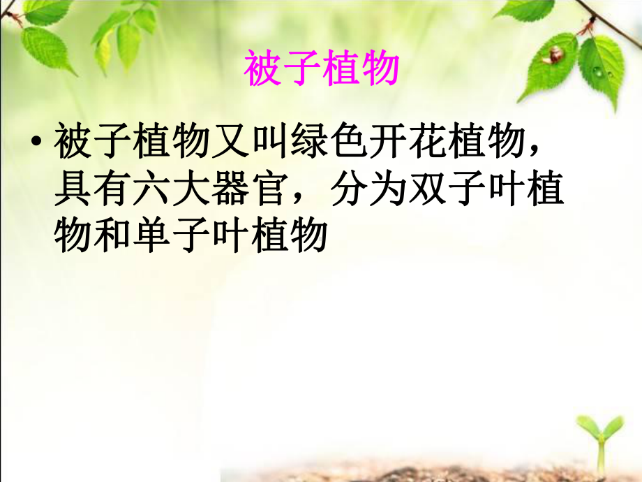 冀教版生物课件-单子叶植物.ppt_第2页