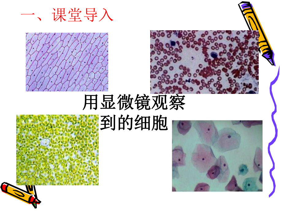 使用高倍显微镜观察几种细胞课件.pptx_第2页