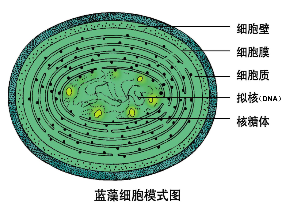 原核细胞及实验.ppt_第3页