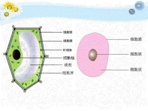 原核细胞及实验.ppt