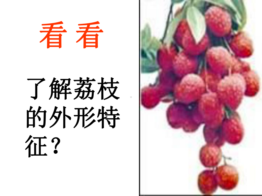 荔枝课件.ppt_第1页