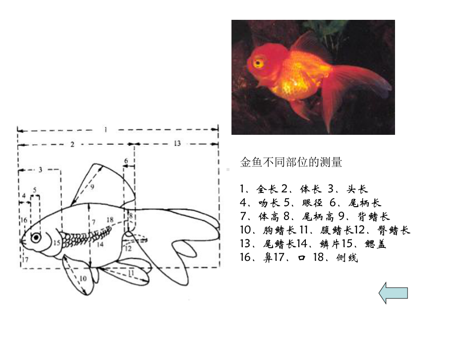 金鱼的形态与种类.ppt_第2页