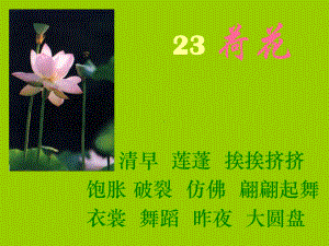 荷花PPT课件 .ppt