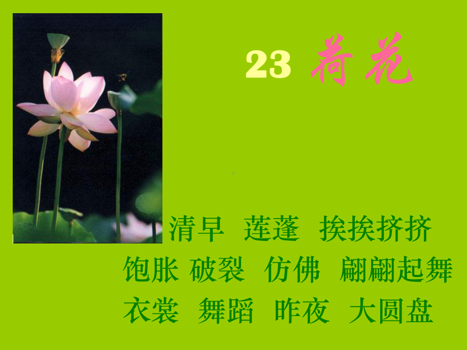 荷花PPT课件 .ppt_第1页