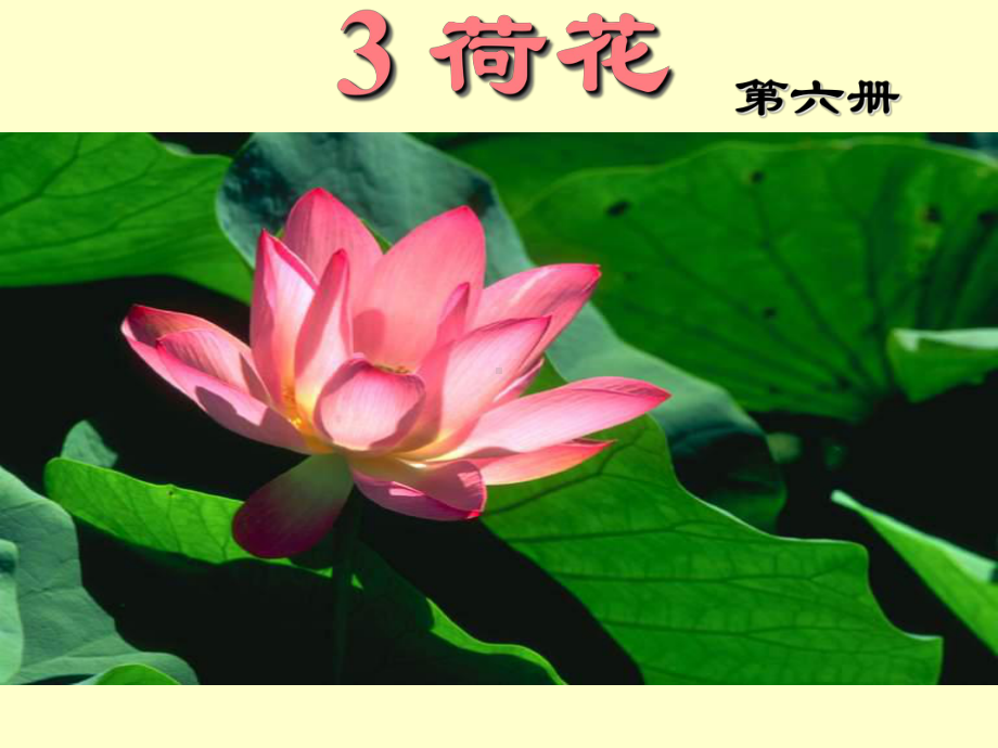 荷花 (11).ppt_第1页