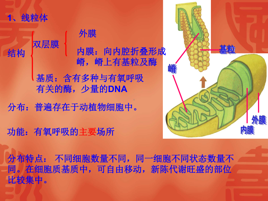 细胞的结构和功能（2）细胞质.ppt_第3页