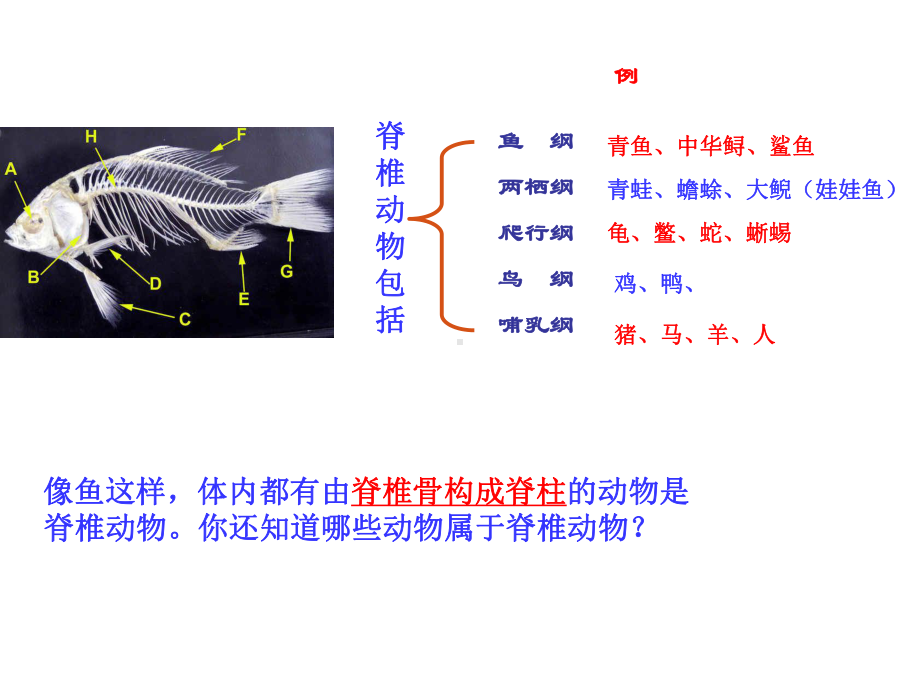 第四节鱼 .ppt_第3页