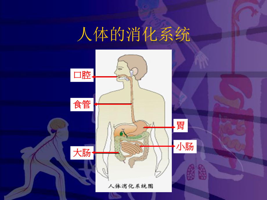 食物到哪里去了.ppt_第3页