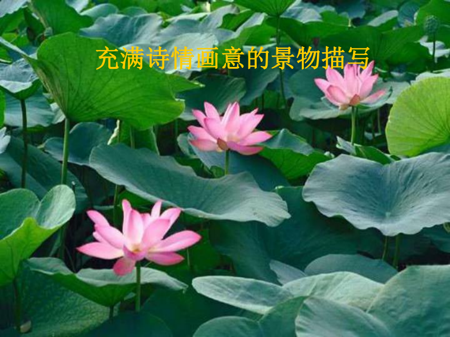 荷花淀改.ppt_第3页