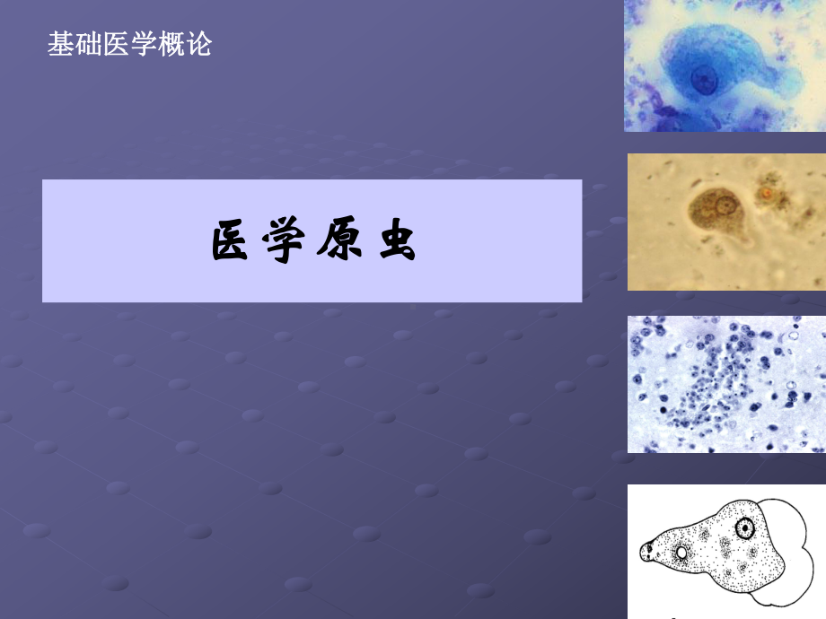 医学原虫.ppt_第1页