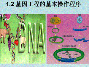 讲课—基因工程的基本操作程序.ppt