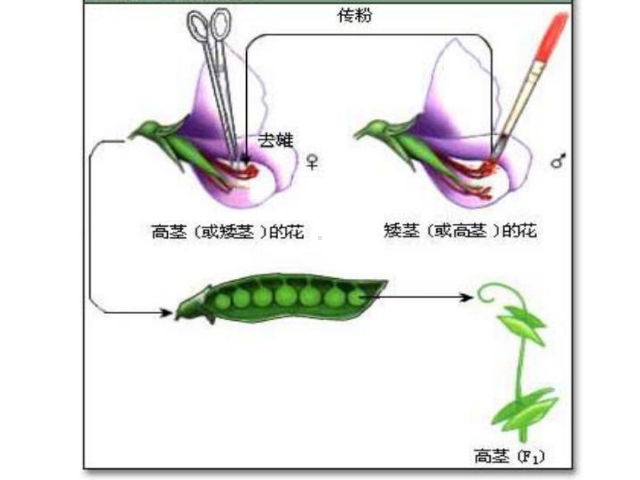 遗传规律.ppt_第3页