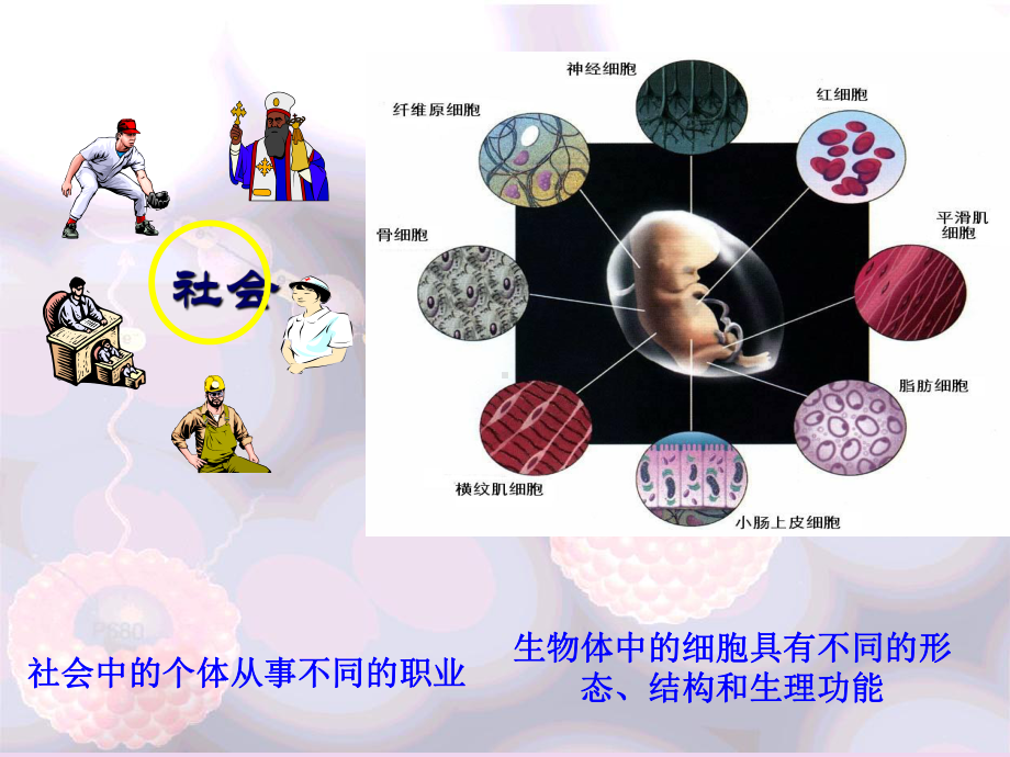 细胞分化.ppt_第1页