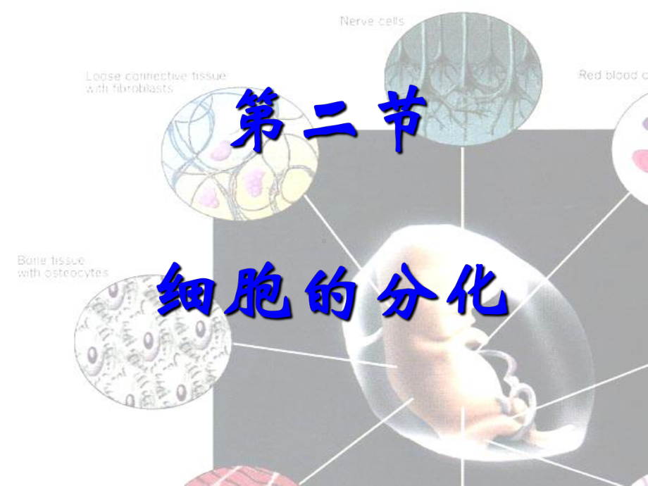 细胞分化.ppt_第2页