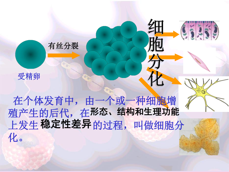 细胞分化.ppt_第3页