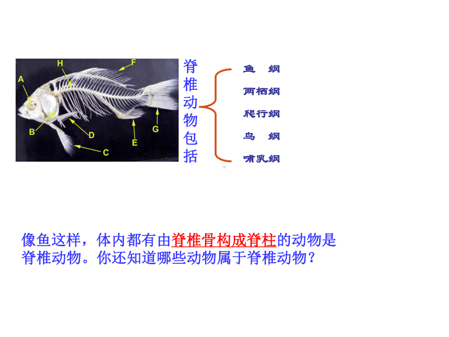 第四节、鱼.ppt_第3页