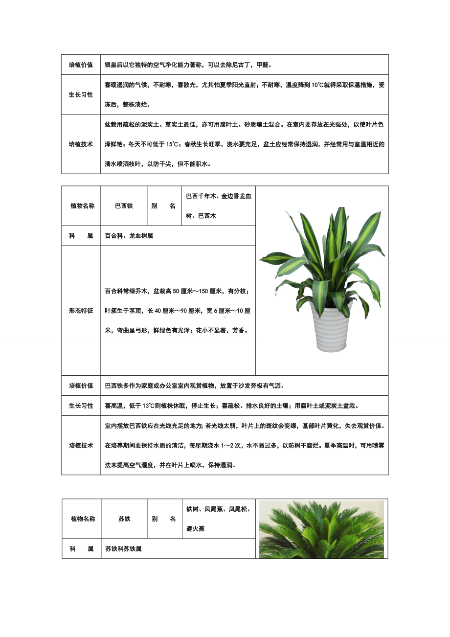 50种常见室内绿化植物介绍.doc_第2页