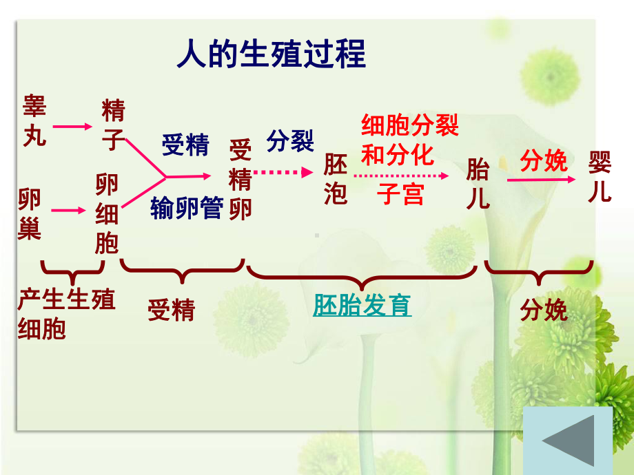 13青春期-教学讲解课件.ppt_第3页