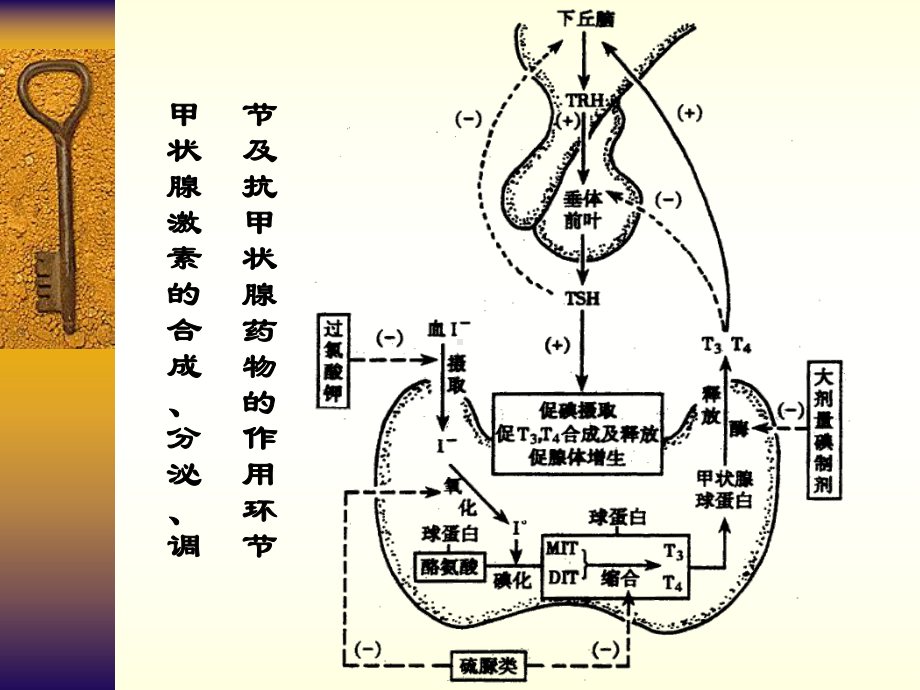 12甲状腺激素、降血糖药 .ppt_第3页