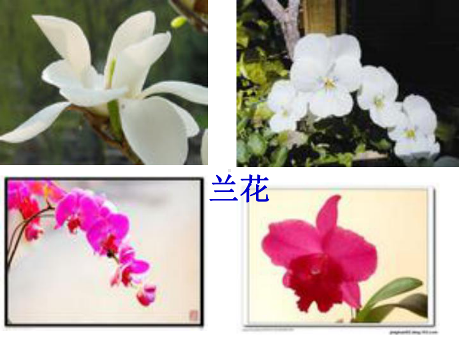 12个月12种花 .ppt_第2页