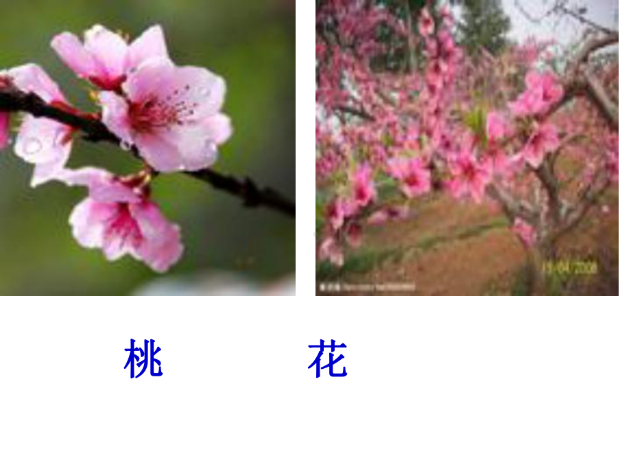 12个月12种花 .ppt_第3页