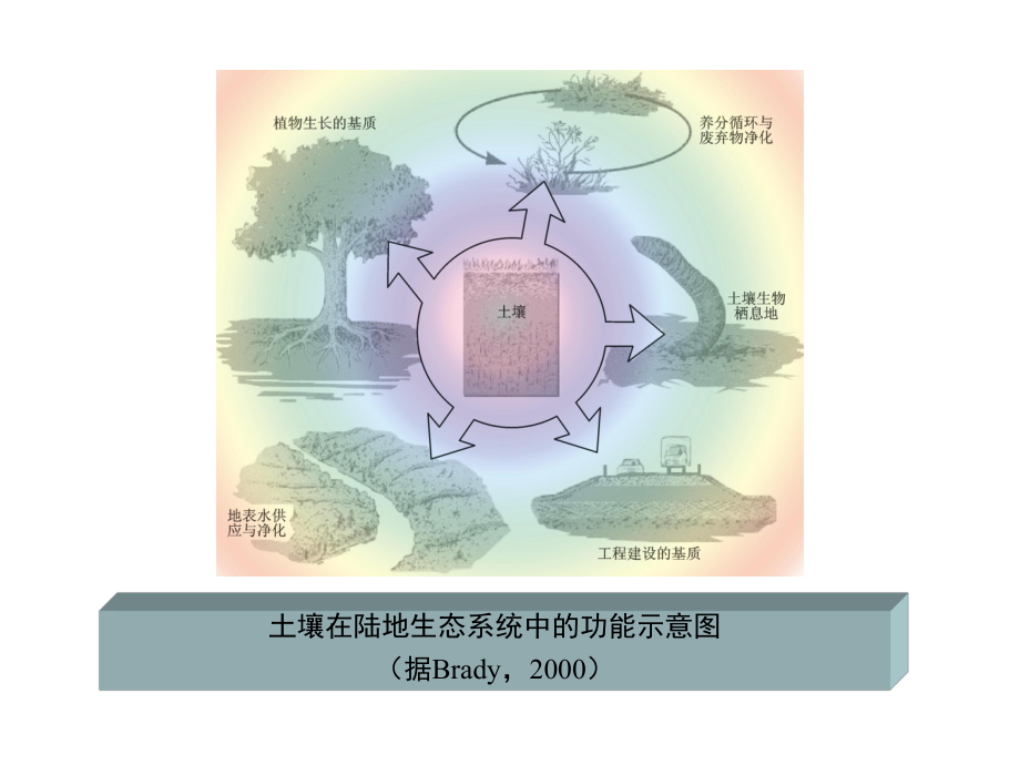 第五章 第二节 土壤教学辅导 ppt课件 (j12x共78张PPT)-2023新人教版（2019）《高中地理》必修第一册.ppt_第3页