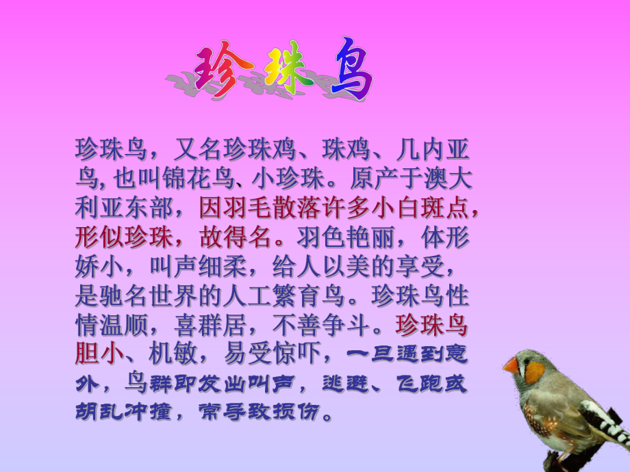 21珍珠鸟 .ppt_第2页