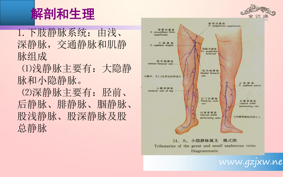 下肢静脉曲张病人的护理课件-参考.ppt_第3页