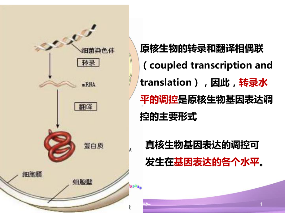 乳糖操纵子-课件.ppt_第1页