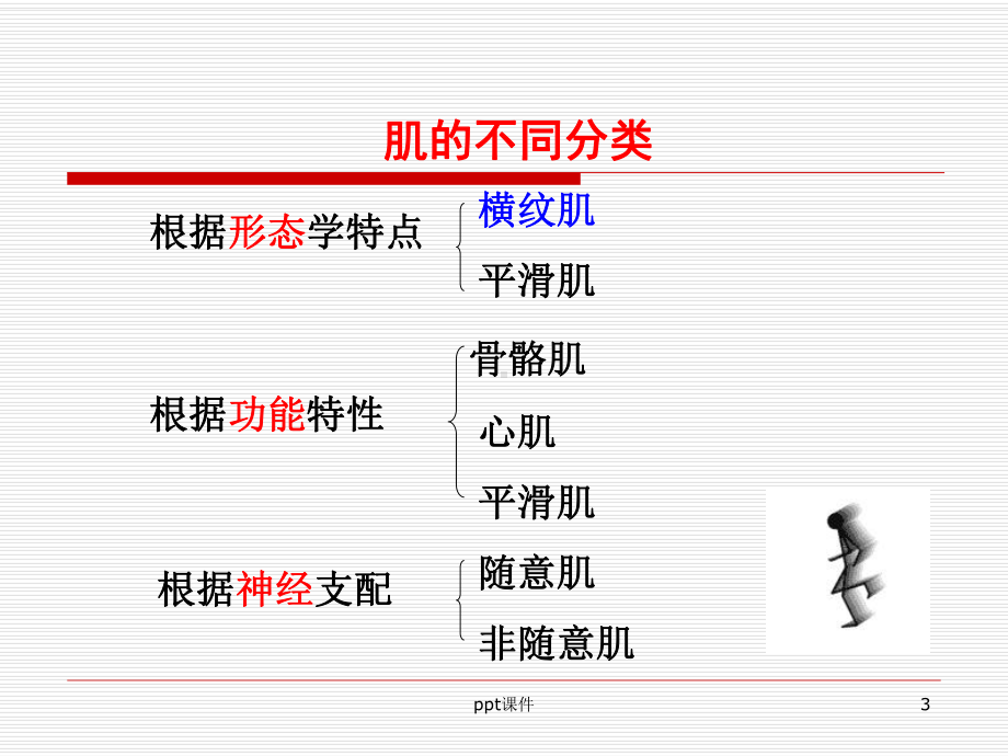 《生理学》肌细胞的收缩-课件.ppt_第3页